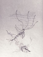 P1 A pelo d'acqua