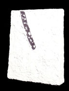 S1 Colata